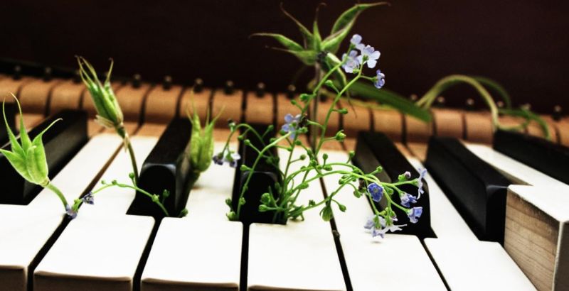 نقش موسیقی در رشد گیاهان
